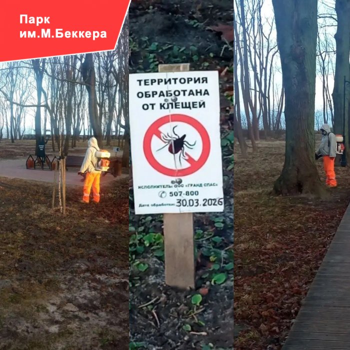 Сегодня, 30 марта 2026 года, в парке имени М. Беккера прошла плановая акарицидная обработка всей территории. 